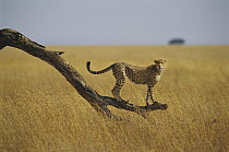 Cheetah (Acinonyx jubatus) standing on dead tree branch, Masai Mara, Kenya