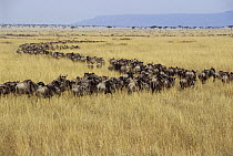 Blue Wildebeest (Connochaetes taurinus) herd migrating across Serengeti, Masai Mara National Reserve, Kenya