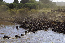 Blue Wildebeest (Connochaetes taurinus) herd migrates across Mara River, Masai Mara National Reserve, Kenya