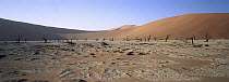 Camelthorn (Alhagi maurorum) trees and calcite between dunes at Dead Veil, Namib-Naukluft National Park, Namibia