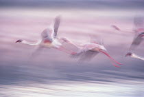 Lesser Flamingo (Phoenicopterus minor) flock flying at Lake Biogorias National Park, Great Rift Valley, Kenya