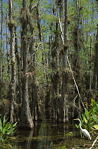 Great Egret (Ardea alba) in cypress swamp, Big Cypress Natural Preserve, Florida