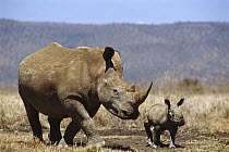 White Rhinoceros (Ceratotherium simum) mother and calf, Lewa Wildlife Conservancy, Kenya