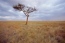 Whistling Thorn (Acacia drepanolobium) on savannah, Masai Mara Game Reserve, Kenya