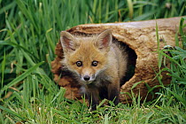 Red Fox (Vulpes vulpes) kit in log, Aspen Valley, Ontario, Canada