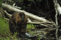 American Beaver (Castor canadensis) near water, Aspen Valley, Ontario, Canada