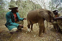 African Elephant (Loxodonta africana) orphan called Lalbon, four month old with a badly damaged leg after snake bite, David Sheldrick Wildlife Trust, Tsavo East National Park, Kenya