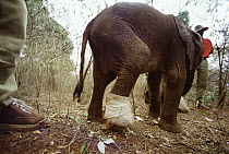 African Elephant (Loxodonta africana) orphan called Lalbon, four month old with badly damaged leg shortly after snake bite, David Sheldrick Wildlife Trust, Tsavo East National Park, Kenya