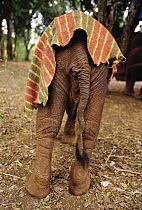 African Elephant (Loxodonta africana) four month old orphan called Lalbon limping from badly damaged leg shortly after snake bite, David Sheldrick Wildlife Trust, Tsavo East National Park, Kenya