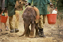 African Elephant (Loxodonta africana) orphan, Natumi, four weeks old, walked by keepers, David Sheldrick Wildlife Trust, Tsavo East National Park, Kenya