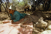 African Elephant (Loxodonta africana) keeper Jospat lying in shade with one week old sunburned orphan Kinna, David Sheldrick Wildlife Trust, Tsavo East National Park, Kenya