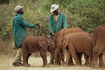 African Elephant (Loxodonta africana) orphan called Lalbon, four week old, orphan, is introduced to other orphans, David Sheldrick Wildlife Trust, Tsavo East National Park, Kenya