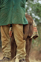 African Elephant (Loxodonta africana) orphan called Lalbon, six week old, hiding behind keeper, David Sheldrick Wildlife Trust, Tsavo East National Park, Kenya