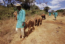 African Elephant (Loxodonta africana) little orphans led by keepers out of bush to midday mud wallow, David Sheldrick Wildlife Trust, Tsavo East National Park, Kenya