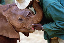 African Elephant (Loxodonta africana) orphan called Natumi, 9 month old sucking keeper's finger, David Sheldrick Wildlife Trust, Tsavo East National Park, Kenya