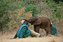 African Elephant (Loxodonta africana) orphan called Lalbon, four week old, with keeper Mishak, David Sheldrick Wildlife Trust, Tsavo East National Park, Kenya