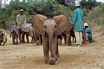African Elephant (Loxodonta africana) orphan, Maluti, six months old, charging camera, David Sheldrick Wildlife Trust, Tsavo East National Park, Kenya