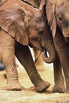 African Elephant (Loxodonta africana) orphans, five weeks old, play and push each other, David Sheldrick Wildlife Trust, Tsavo East National Park, Kenya
