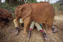 African Elephant (Loxodonta africana) orphan called Natumi, 9 month old wants attention from keepers, David Sheldrick Wildlife Trust, Tsavo East National Park, Kenya