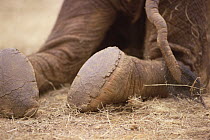 African Elephant (Loxodonta africana) orphan called Lalbon, three week old, shedding his shoes, David Sheldrick Wildlife Trust, Tsavo East National Park, Kenya