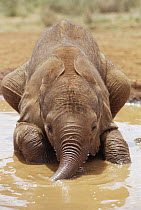 African Elephant (Loxodonta africana) orphan called Isholta, five weeks old, playing in mud bath, David Sheldrick Wildlife Trust, Tsavo East National Park, Kenya