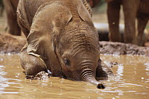 African Elephant (Loxodonta africana) orphan called Isholta playing in mud bath, David Sheldrick Wildlife Trust, Tsavo East National Park, Kenya