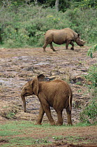 African Elephant (Loxodonta africana) orphan called Natumi, 14 month old chasing a rhinoceros named Makosa from mud bath, David Sheldrick Wildlife Trust, Tsavo East National Park, Kenya