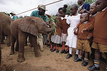 African Elephant (Loxodonta africana) orphan called Mishak a two month old, being fed by school kids, David Sheldrick Wildlife Trust, Tsavo East National Park, Kenya