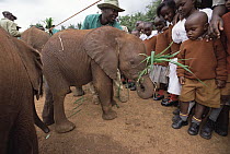 African Elephant (Loxodonta africana) orphan called Mishak a two month old, being fed by school kids, David Sheldrick Wildlife Trust, Tsavo East National Park, Kenya