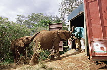 African Elephant (Loxodonta africana) orphan called Natumi, being trained to enter truck before the journey to Tsavo, David Sheldrick Wildlife Trust, Tsavo East National Park, Kenya