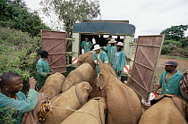 African Elephant (Loxodonta africana) orphans being loaded onto truck by keepers for the move to Tsavo, David Sheldrick Wildlife Trust, Tsavo East National Park, Kenya