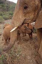 African Elephant (Loxodonta africana) orphan called Malalka, mothering young Natumi, David Sheldrick Wildlife Trust, Tsavo East National Park, Kenya