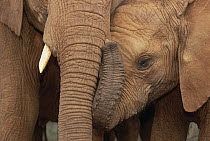 African Elephant (Loxodonta africana) orphans, Malalka with Natumi, David Sheldrick Wildlife Trust, Tsavo East National Park, Kenya