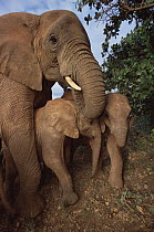 African Elephant (Loxodonta africana) orphans, Malaika mothering a pair of young orphans, David Sheldrick Wildlife Trust, Tsavo East National Park, Kenya