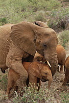 African Elephant (Loxodonta africana) orphans, Malaika mothering Natumi, David Sheldrick Wildlife Trust, Tsavo East National Park, Kenya