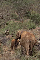 African Elephant (Loxodonta africana) orphans, Malaika meeting Natumi in the bush, David Sheldrick Wildlife Trust, Tsavo East National Park, Kenya