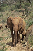 African Elephant (Loxodonta africana) orphans, Malaika leading the orphan eight back to mud bath, David Sheldrick Wildlife Trust, Tsavo East National Park, Kenya