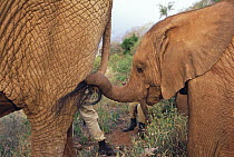 African Elephant (Loxodonta africana) orphans, Natumi holding Malaika's tail, David Sheldrick Wildlife Trust, Tsavo East National Park, Kenya