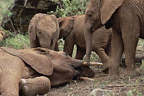 African Elephant (Loxodonta africana) young orphans explore Imenti, an older male orphan, David Sheldrick Wildlife Trust, Tsavo East National Park, Kenya