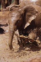 African Elephant (Loxodonta africana) orphan called Nyiro, the tiniest of the orphan 8, splashing in Tsavo mud bath, David Sheldrick Wildlife Trust, Tsavo East National Park, Kenya