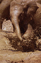 African Elephant (Loxodonta africana) orphan called Nyiro, the tiniest of the orphan 8, splashing in Tsavo mud bath, David Sheldrick Wildlife Trust, Tsavo East National Park, Kenya