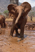 African Elephant (Loxodonta africana) orphan Natumi, squirting mud in mud bath, David Sheldrick Wildlife Trust, Tsavo East National Park, Kenya