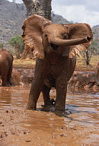 African Elephant (Loxodonta africana) orphan Natumi, squirting mud in mud bath, David Sheldrick Wildlife Trust, Tsavo East National Park, Kenya