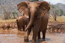 African Elephant (Loxodonta africana) ten to twelve months old orphan Natumi, charging through mud bath, David Sheldrick Wildlife Trust, Tsavo East National Park, Kenya