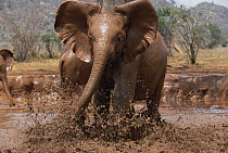 African Elephant (Loxodonta africana) orphan called Natumi, charging and playing in mud bath, David Sheldrick Wildlife Trust, Tsavo East National Park, Kenya