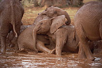 African Elephant (Loxodonta africana) orphans, Nyiro and Lewa in mud bath, David Sheldrick Wildlife Trust, Tsavo East National Park, Kenya