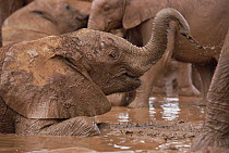 African Elephant (Loxodonta africana) orphans squirting mud in mud bath, David Sheldrick Wildlife Trust, Tsavo East National Park, Kenya
