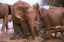 African Elephant (Loxodonta africana) orphan, Natumi, charging and playing in mud bath, David Sheldrick Wildlife Trust, Tsavo East National Park, Kenya