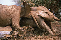 African Elephant (Loxodonta africana) orphans pushing, shoving and playing in mud bath, David Sheldrick Wildlife Trust, Tsavo East National Park, Kenya