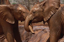 African Elephant (Loxodonta africana) orphans called Natumi and Idle, wrestling and playing in mud bath, David Sheldrick Wildlife Trust, Tsavo East National Park, Kenya